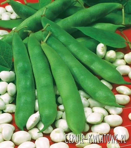 Fasola Eureka - na suche nasiona, karłowa, białe nasiona