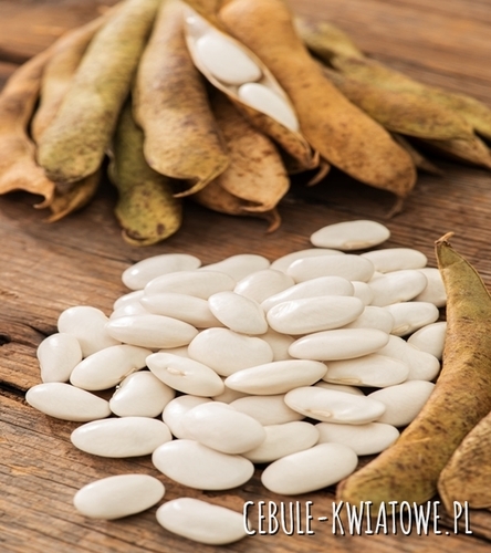 Fasola Kontra - na suche nasiona, karłowa, wielkokwiatowa