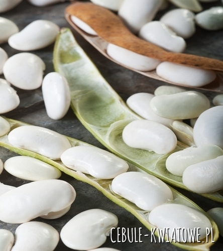 Fasola Eryka - na suche nasiona, średniowczesna