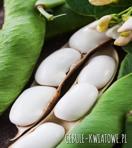 Fasola Karo - na suche nasiona, późna