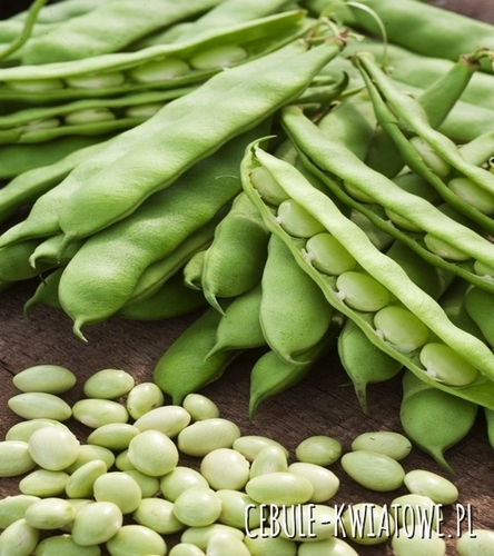 Fasola Coco Nain Blanc Precoce - na suche nasiona, wczesna, biała