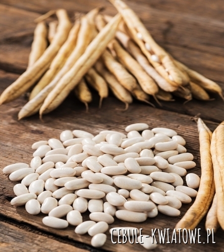 Fasola Igołomska - na suche nasiona, wczesna, biała