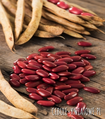 Fasola Wawelska - na suche nasiona, wczesna, wiśniowa