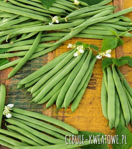 Fasola Zwykła karłowa Casablanka - zielona, śr. wczesna