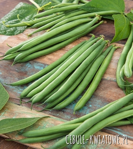 Fasola zwykła karłowa Majorka - gruby strąk, do zb. mechanicznego