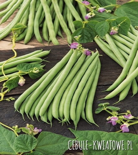 Fasola karłowa Urania - zielona, wczesna, długi strąk