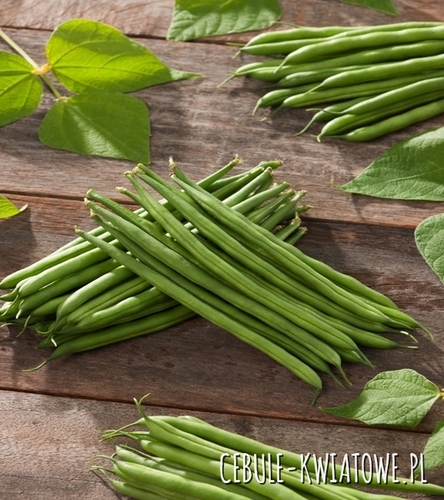 Fasola karłowa Amelia - późna, długość strąka ok 13 cm