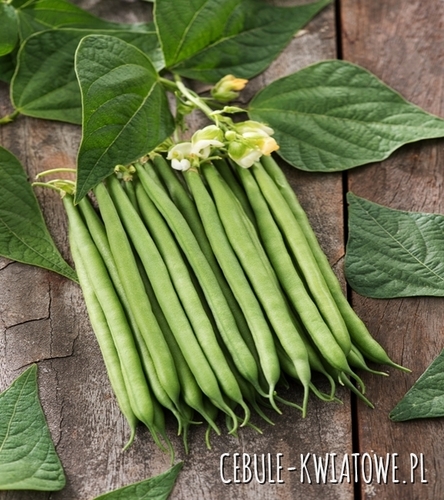 Fasola karłowa Delfina - wczesna. długość dtrąka ok. 12-13 cm