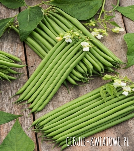 Fasola karłowa Finezja - późna, długość strąka ok. 12-13 cm