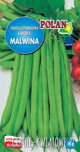 Fasola karłowa Malwina - średniowczesna, długość strąka ok. 15 cm