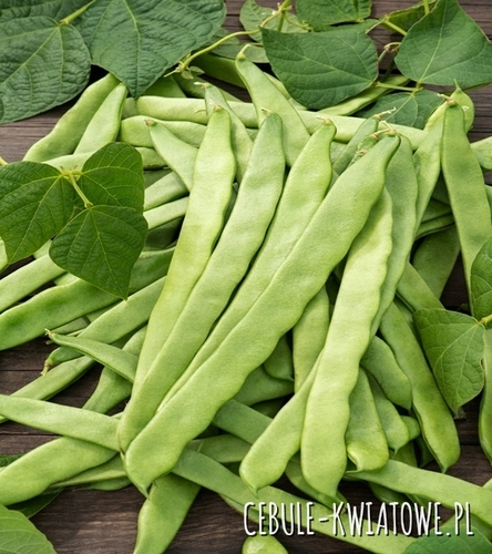 Fasola karłowa Marconi Nano - wcz. szeroki strąk, sług ok. 12 cm