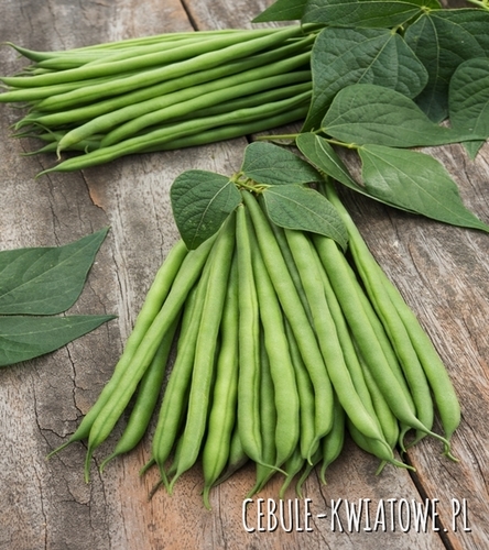 Fasola karłowa Syrenka - średniopóźna, dług. strąka ok. 13-16