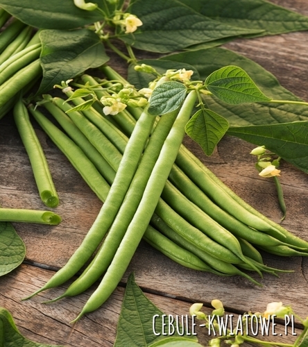Fasola zwykła karłowa Arkana - zielona, śr. późna