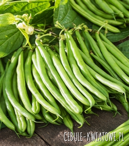 Fasola zwykła karłowa Paulinera - zielona, średnio późna