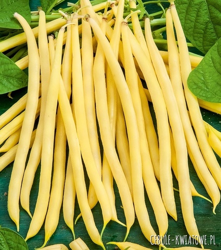 Fasola zwykła karłowa Elektra - żółta, b. wczesna, długi strąk