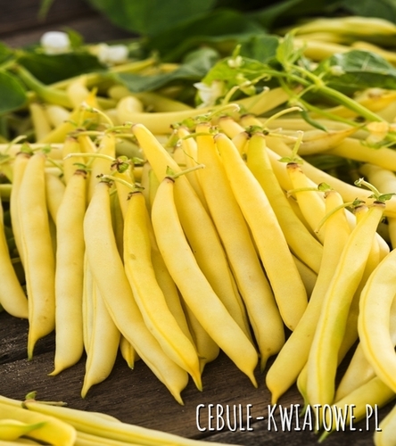 Fasola zwykła karłowa Korona - żółta, b. wczesna