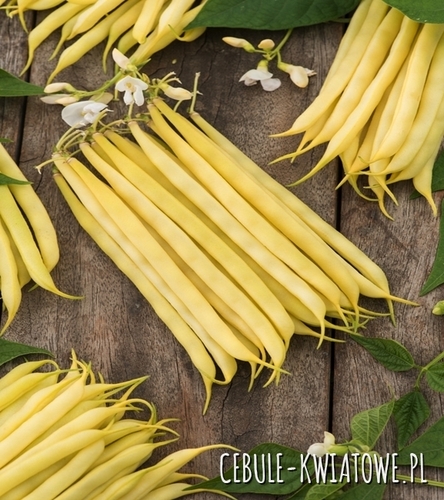 Fasola zwykła karłowa Liwia - żółta , b. plenna, śr.wczesna