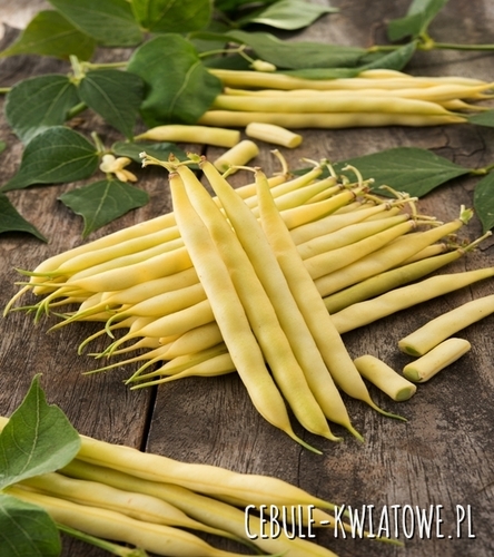 Fasola zwykła karłowa Basta - wczesna, długość strąka ok. 14 cm
