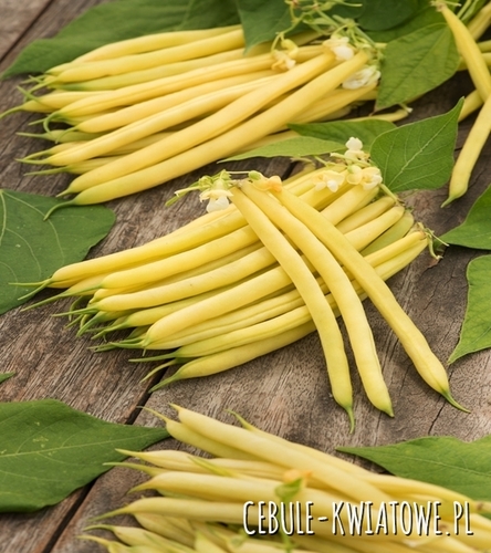 Fasola zwykła karłowa Erla - wczesna, długość strąka ok. 12 cm