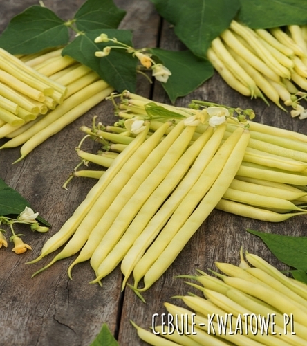 Fasola zwykła karłowa Furora Polana - śr. wczesna, ług. strąka ok 12 cm