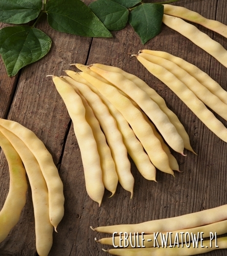 Fasola zwykła karłowa Goliatka - średniowczesna, szerokostrąkowa