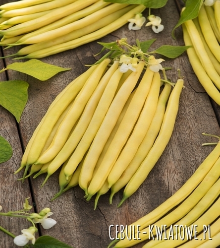 Fasola zwykła karłowa Luiza - śr. wczesna, długość strąka ok. 13-14 cm