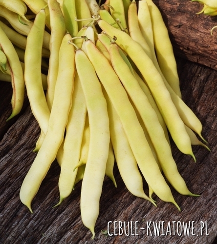 Fasola zwykła karłowa Mamutina - śr. wczesna, szeroki strąk