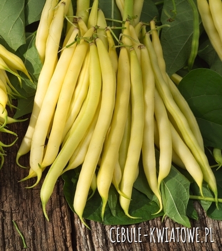 Fasola zwykła karłowa Lotos - żółta, śr. wczesna