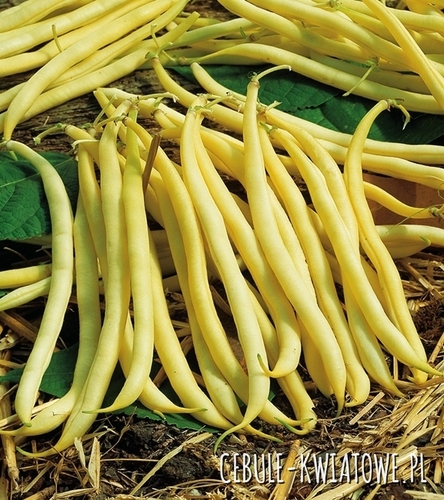 Fasola zwykła karłowa Uniwersa - żółta, śr. późna
