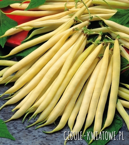 Fasola zwykła karłowa Tara - żółta, późna