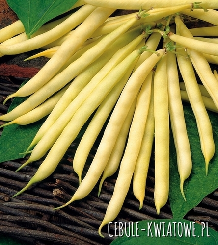 Fasola zwykła karłowa Maxigold - żółta, płaski strąk