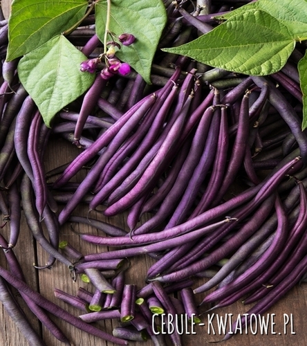 Fasola karłowa szparagowa Amethyst - fioletowa, długość strąka ok. 16 cm
