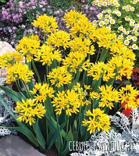 Allium Moly - Czosnek Złocisty 10 szt.