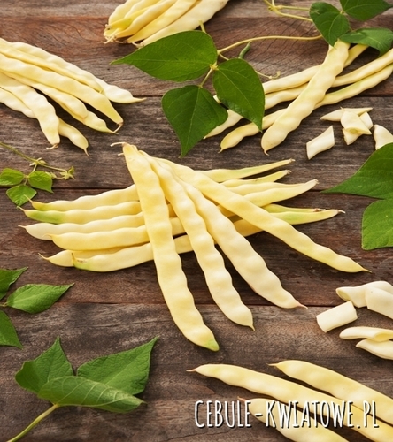 Fasola szparagowa tyczna Gazela - wcz. żółta, szer. strąk, dług. strąka ok. 22 c