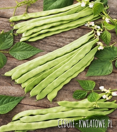 Fasola szparagowa tyczna Supermarconi - późna, ziel. szer. strąk, długi ok. 25 c