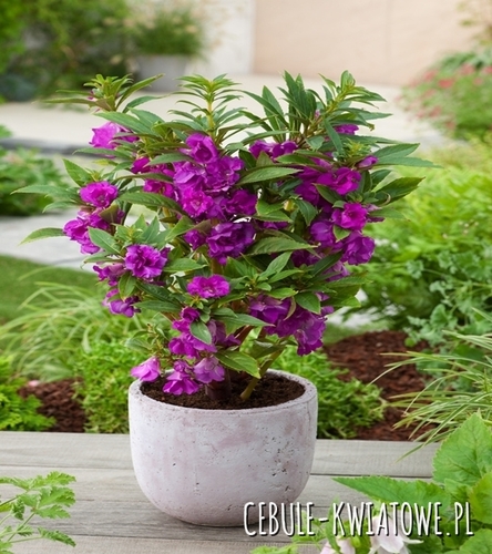 Niecierpek balsamina Sandra