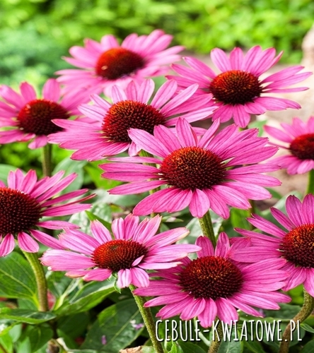 Rudbekia Purpurowa Różowa