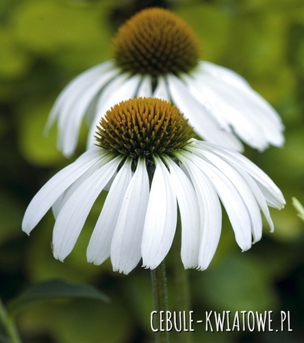 Rudbekia Purpurowa Biała