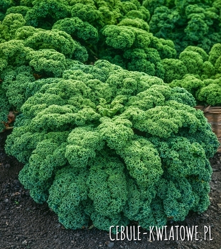 Jarmuż - ziel. kędzierz