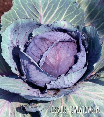 Kapusta Głowiasta Czerwona Rufus - średniowczesna