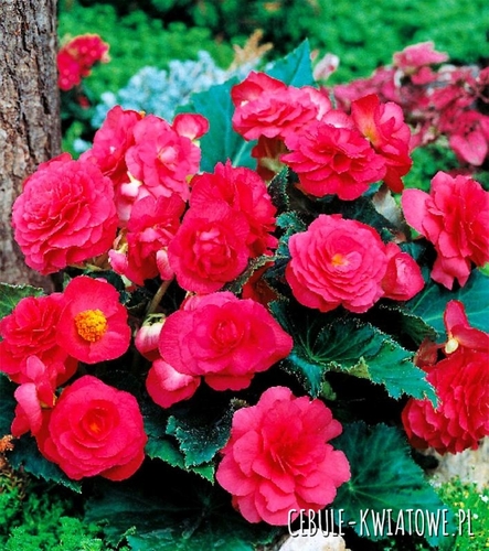 Begonia Multiflora Różowa 1 szt.