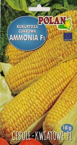 Kukurydza Cukrowa Ammonia F1 - średniowczesna, słodka