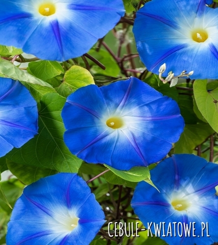 Wilec Trójbarwny Heavenly Blue