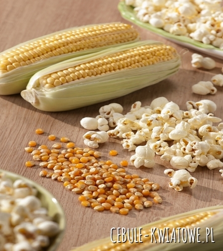 Kukurydza Pękająca Jantar - na popcorn