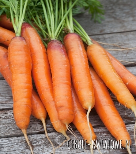 Marchew Jagna - typ karotka, wczesna