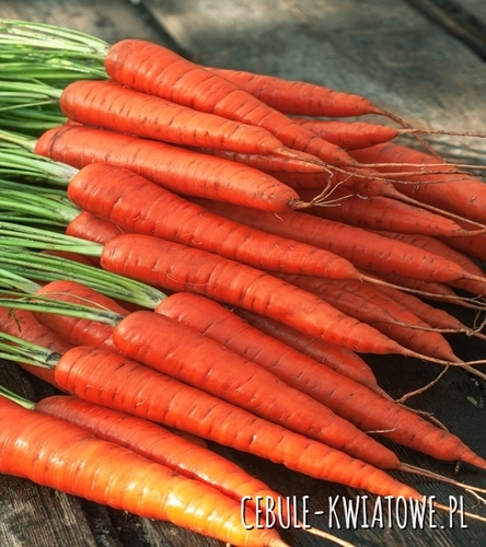Marchew Rubrovitamina - typ karotka, śr. wczesna