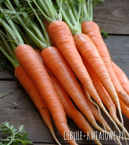 Marchew Regulska - późna