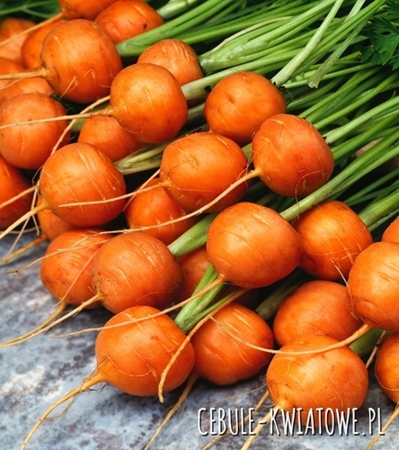 Marchew Pariser Markt 5 - korzeń kulisty