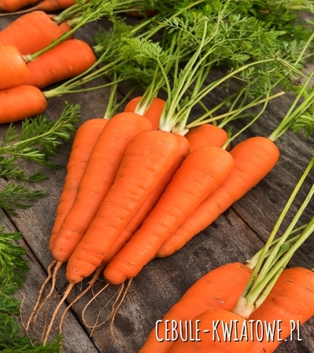 Marchew Koral - późna