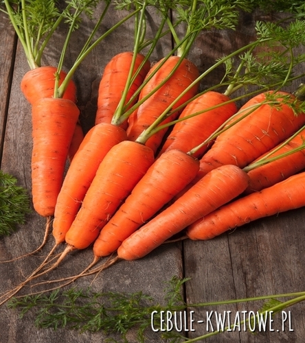 Marchew Nantejska Polana - średniopóźna